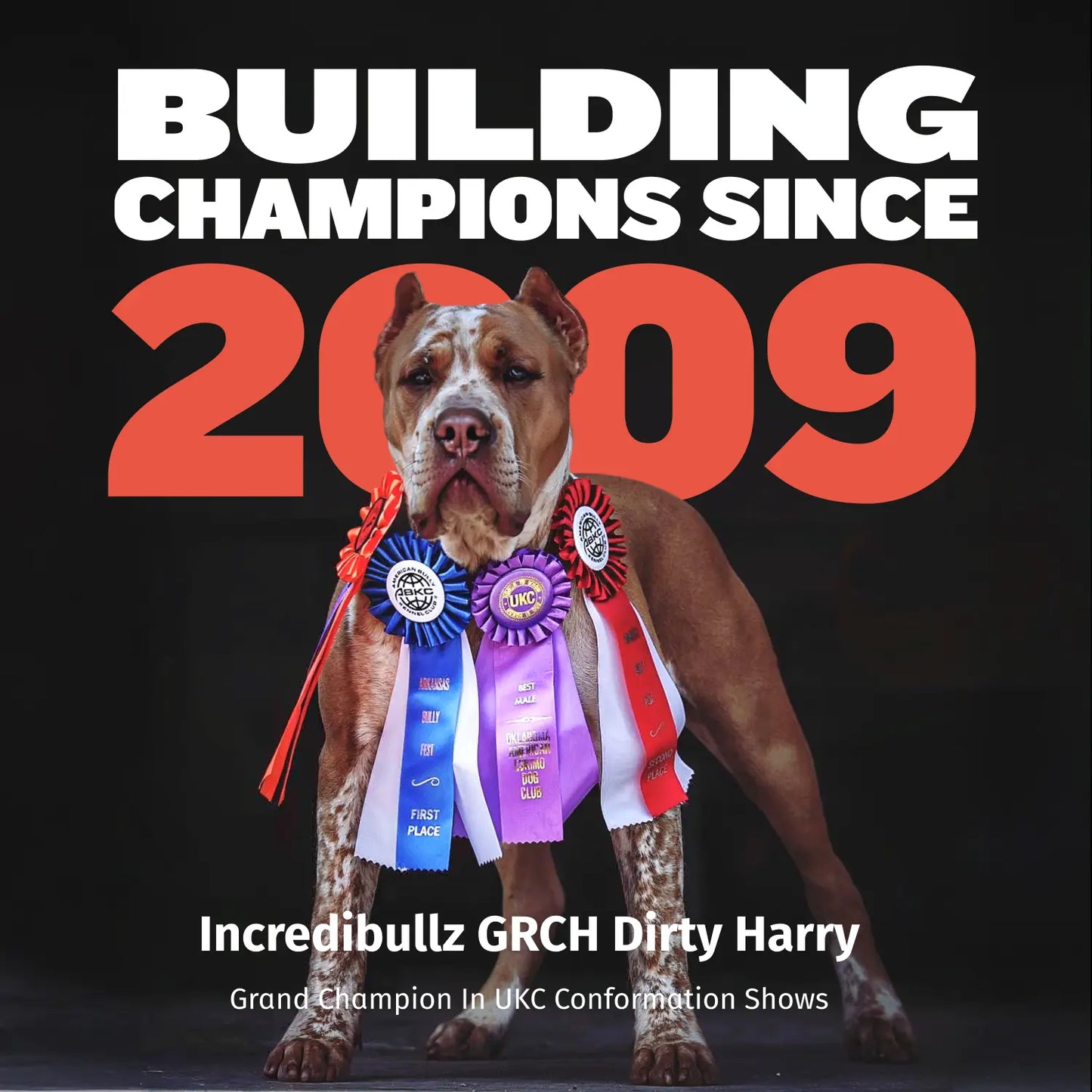 Bully Max 30/20 High Protein Beef Dog Food 15 Lbs - High Performance Filler-Free Formula - Supports Muscle Gain & Health - 530 Calories per Cup - No Corn, Wheat, or By-Products