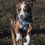 Embark Adventure Small Dog Harness – No-Pull, Reflective Trim, Military-Grade Nylon, Front Clip with Gel-Lined Handle