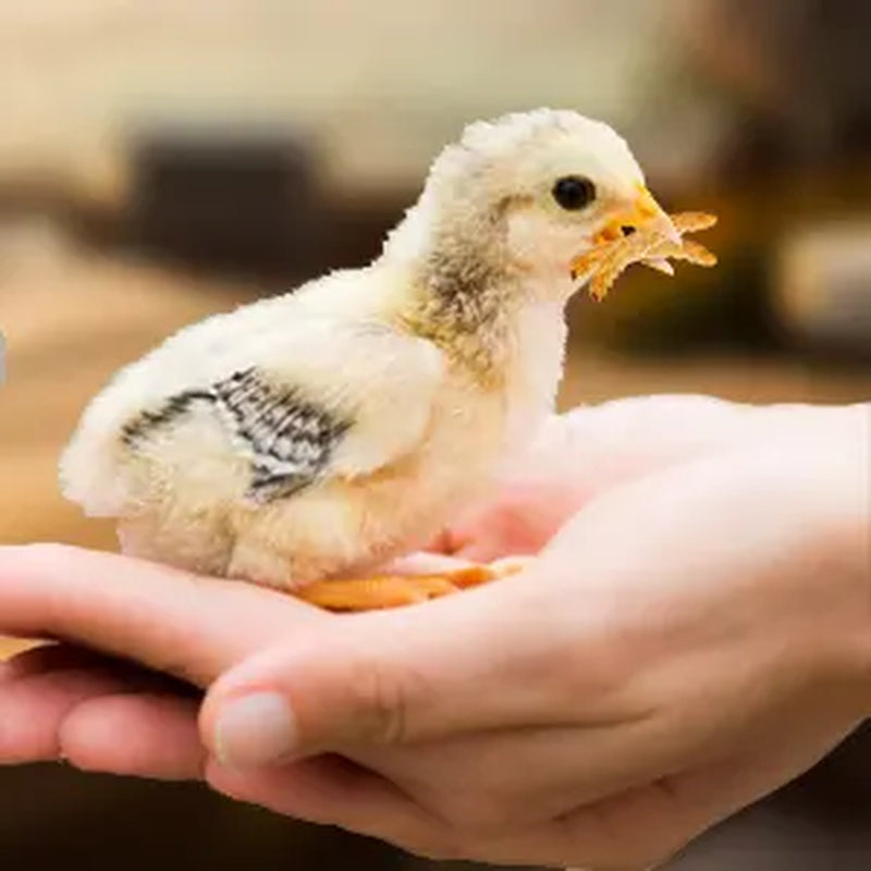 Luckyqworms 11 Lbs Dried Mealworms for Chickens Birds Bluebirds Hamsters Turtles Fish Hedgehogs High Protein Omega-3 Fatty Acids Pet Food for Poultry Reptile Rodent Daily Treats