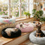 Love'S Cabin Calming Dog & Cat Bed, Cat Bed for Indoor Cats, Anti-Anxiety Donut round Bed, Fluffy Warming Pet Bed for Small Medium Dogs and Cats, Beige Taupe 20"/24"