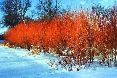 Two Flame Willow Tree - Vibrant Orange and Red Colored Bark - Unique and Rare Live Tree Plants - Grow 2 Flame Willow Trees