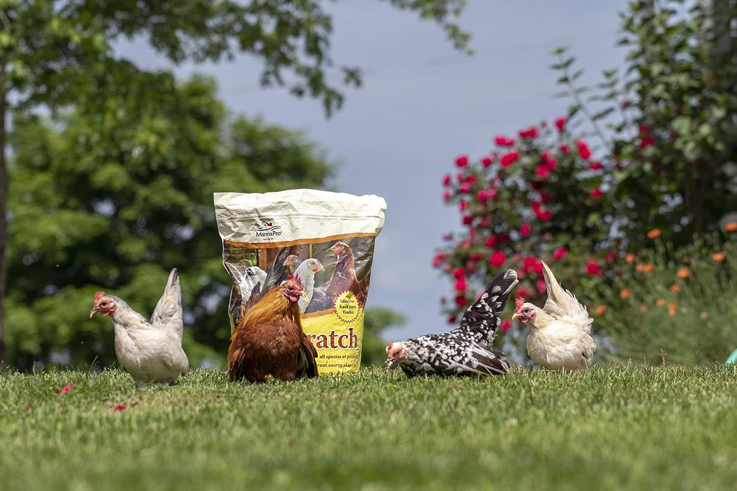 Manna Pro Ultimate Chicken Scratch Multigrain Treat, 10 Lb Bag | Nutrient-Rich Scratch Grain Blend, Natural Multigrain Treat, Encourages Natural Foraging, for Chickens & Poultry