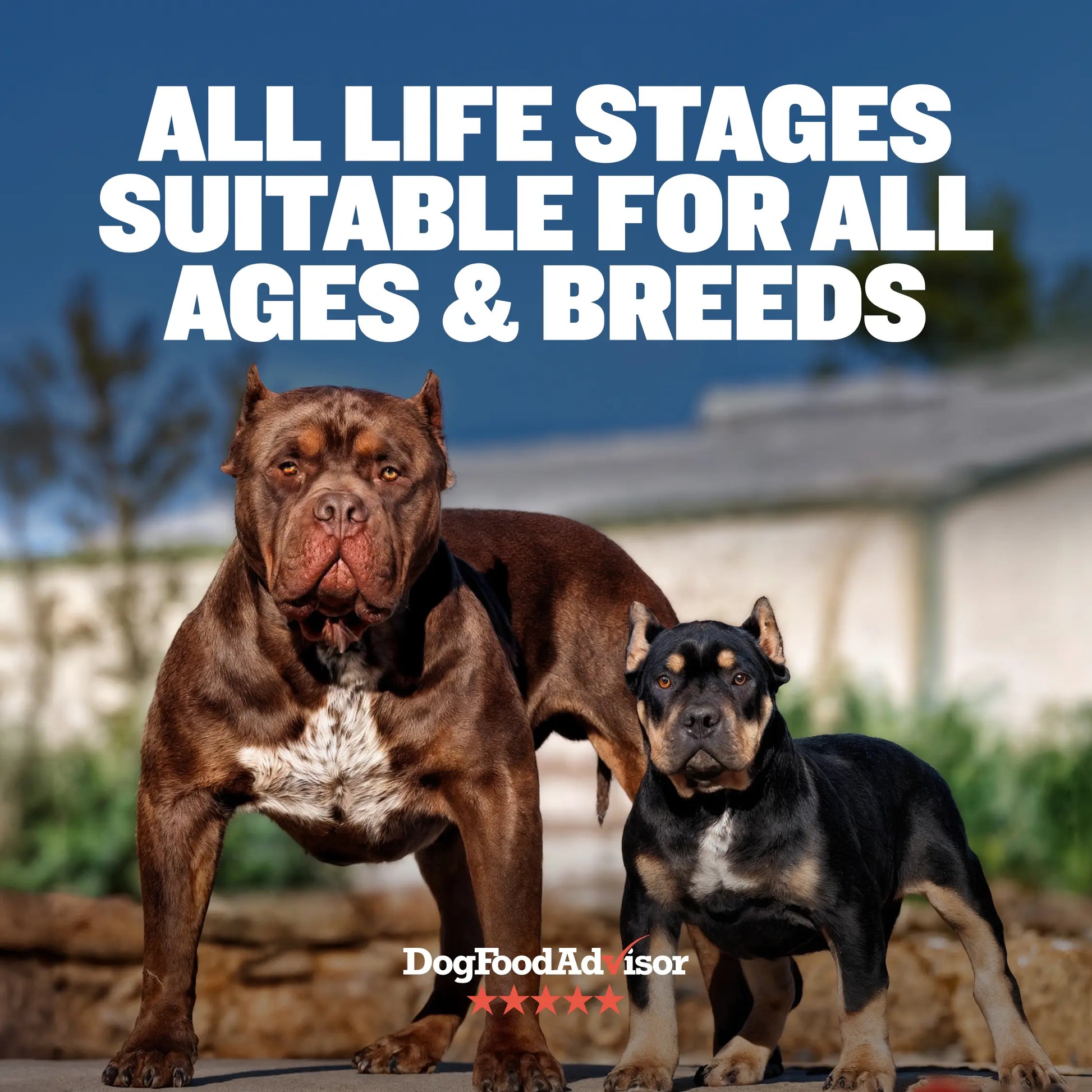 Bully Max 30/20 High Protein Beef Dog Food 15 Lbs - High Performance Filler-Free Formula - Supports Muscle Gain & Health - 530 Calories per Cup - No Corn, Wheat, or By-Products