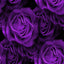 5 * SEEDS * PURPLE ROSE Rosa Floribunda Bush Shrub Perennial Flower Seeds