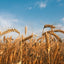 Organic Cracked Wheat Berries — Non-Gmo, Vegan, Kosher, Bulk — by Food to Live