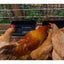 Hanging Feeder Trough for Poultry Goat Sheep Deer and Small Livestock PP Plastic Easy Mounting Feed Container