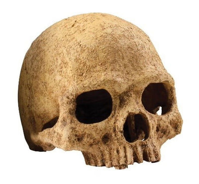 Exo Terra Primate Skull Reptile Terrarium & Aquarium Decoration