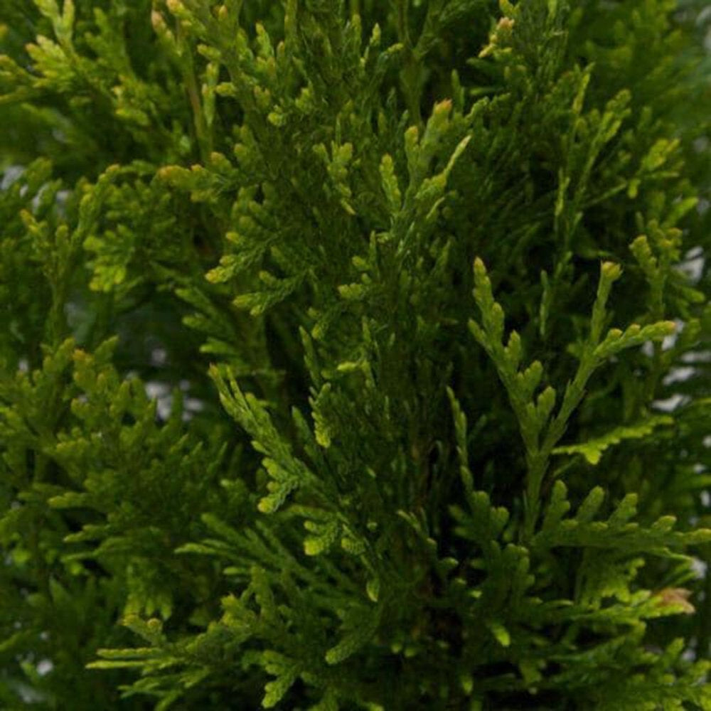 Green Giant Arborvitae (2.5 Quart) Fast Growing Evergreen Thuja Tree - Full Sun Live Outdoor Plant