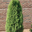 Emerald Green Thuja Tree