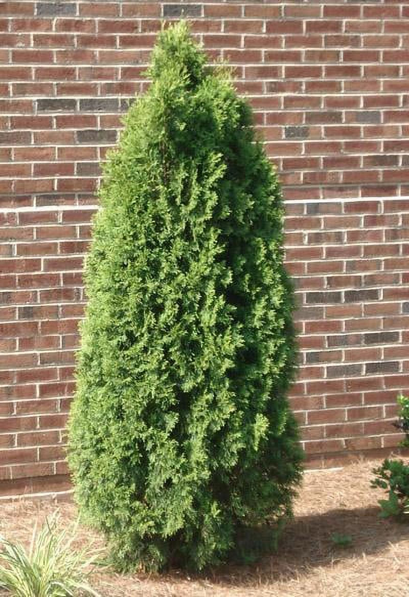 Emerald Green Thuja Tree