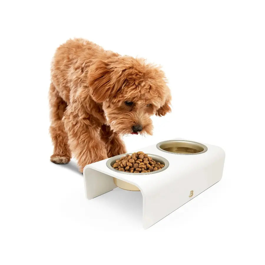 Double Elevated Stainless Steel Pet Bowl, 3-Cup, White by Drew Barrymore