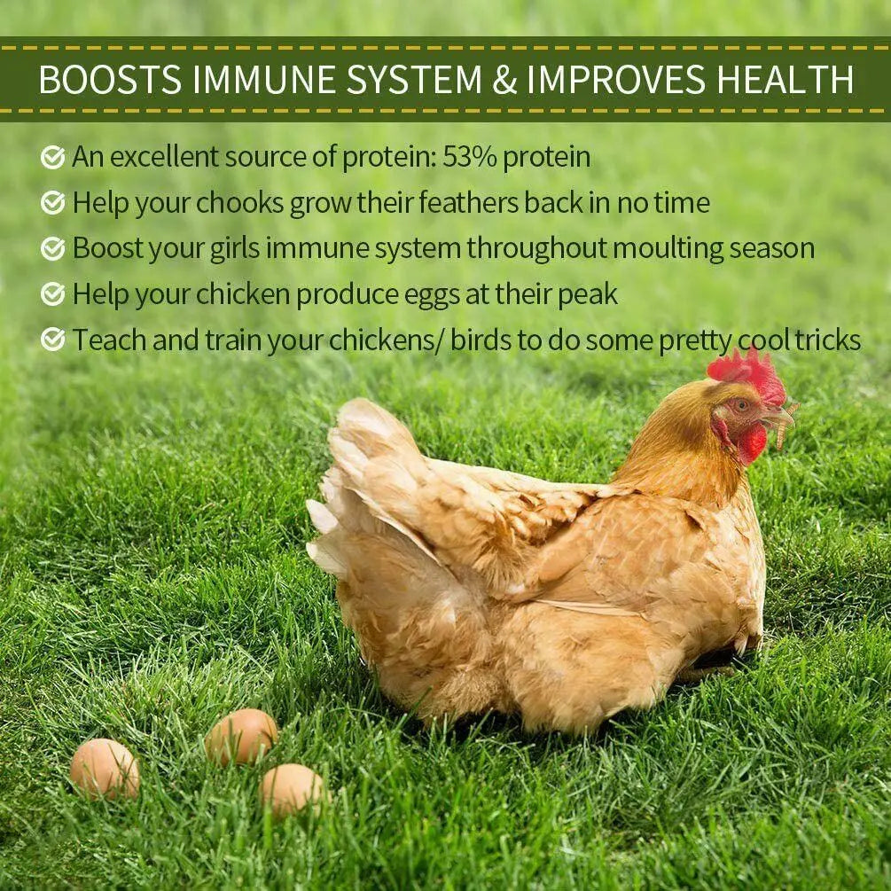 Luckyqworms 11 Lbs Dried Mealworms for Chickens Birds Bluebirds Hamsters Turtles Fish Hedgehogs High Protein Omega-3 Fatty Acids Pet Food for Poultry Reptile Rodent Daily Treats