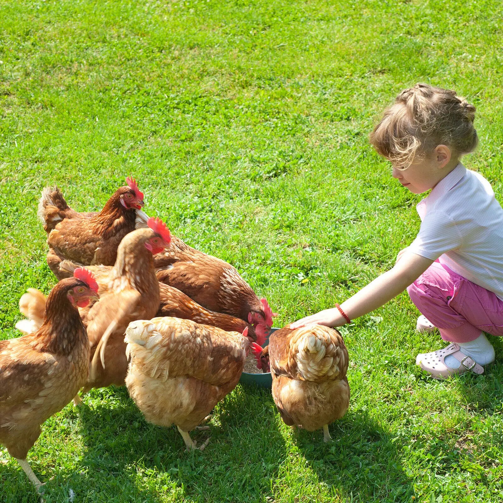 Luckyqworms 11 Lbs Dried Mealworms for Chickens Birds Bluebirds Hamsters Turtles Fish Hedgehogs High Protein Omega-3 Fatty Acids Pet Food for Poultry Reptile Rodent Daily Treats