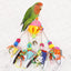 Small and Medium-Sized Bird Toys, Parrot Chewing Sneakers Acrylic Amazon Parrot, Love Birds, Parrot, Parrot, Bell Ball Birdcage Toys.