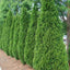 Emerald Green Thuja Tree