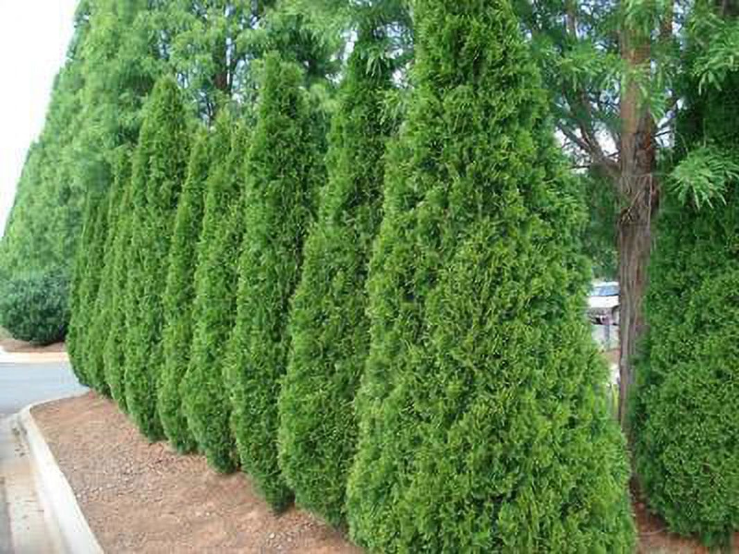 Emerald Green Thuja Tree