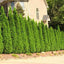 Emerald Green Thuja Tree