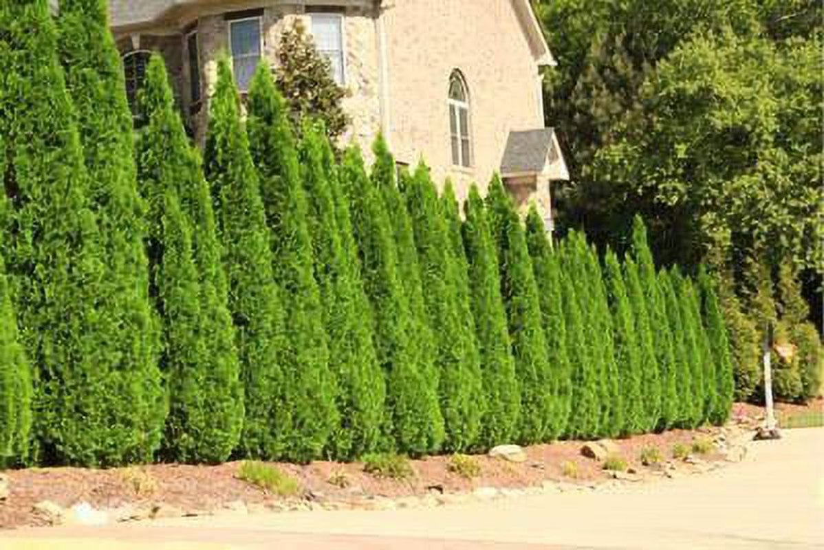 Emerald Green Thuja Tree