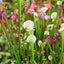 Seedville 10 Sarracenia Carnivorous Red Purple Yellow White Flower Seeds