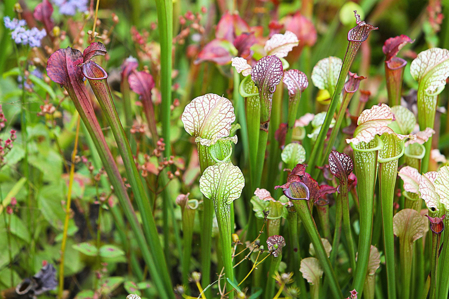 Seedville 10 Sarracenia Carnivorous Red Purple Yellow White Flower Seeds