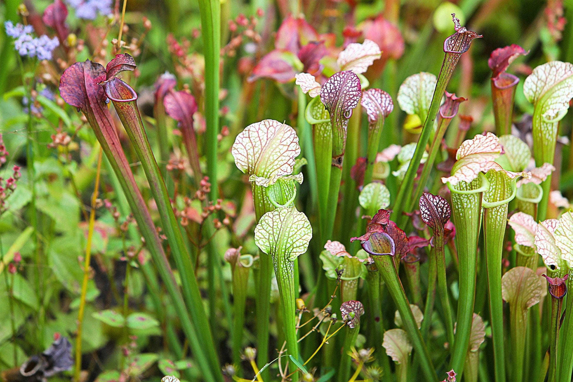 Seedville 10 Sarracenia Carnivorous Red Purple Yellow White Flower Seeds