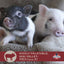 Kalmbach Feeds Squeals of Joy 16% Mini Pellet Food for Mini Pigs, 25 Lb