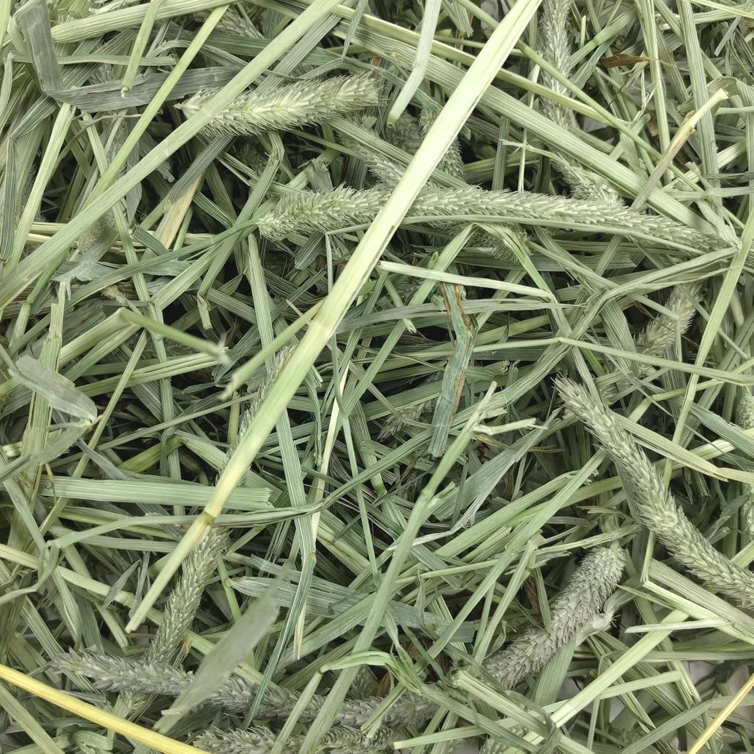 Oxbow Timothy Hay, Rabbit & Guinea Pig Hay, High Fiber for Digestive Health, Grown in the USA, Veterinarian Recommended Small Pet Supplies, for Rabbits, Guinea Pigs, & Chinchillas, 15 Oz. (Pack of 2)