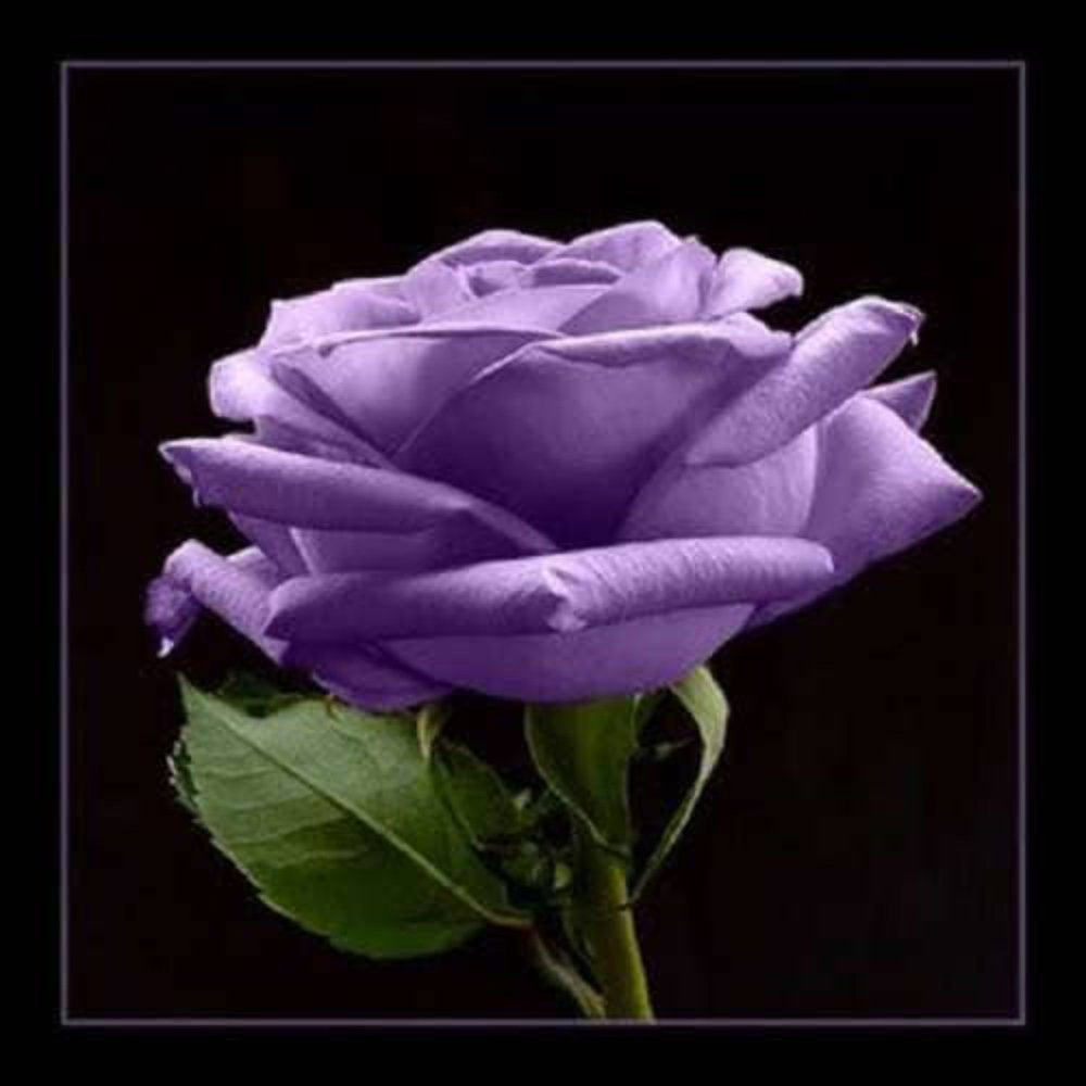 5 * SEEDS * PURPLE ROSE Rosa Floribunda Bush Shrub Perennial Flower Seeds