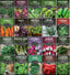 20 Pack Apartment Seed Kit - Heirloom Vegetable Seeds - Container Friendly Part & Full Sun Annuals