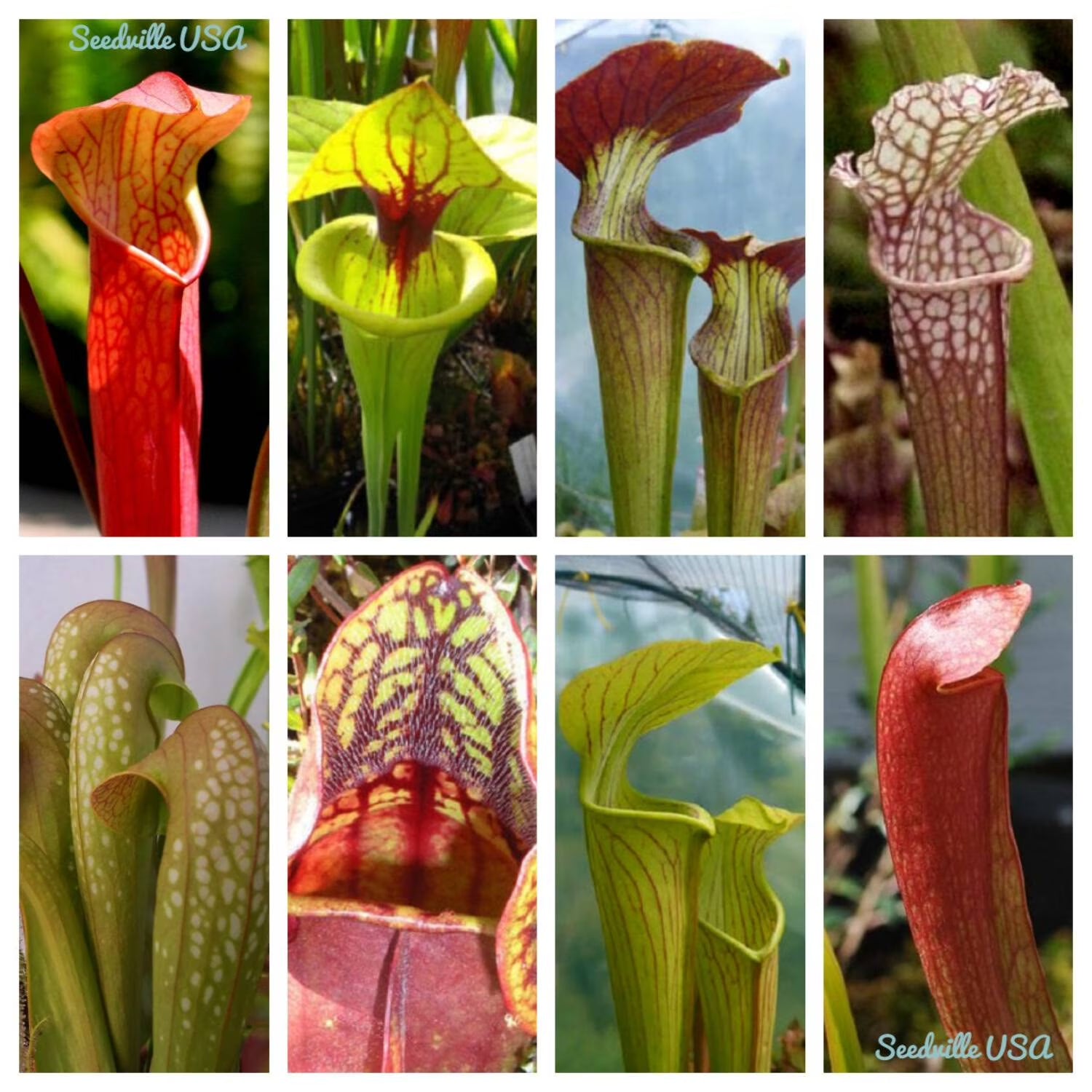 Seedville 10 Sarracenia Carnivorous Red Purple Yellow White Flower Seeds