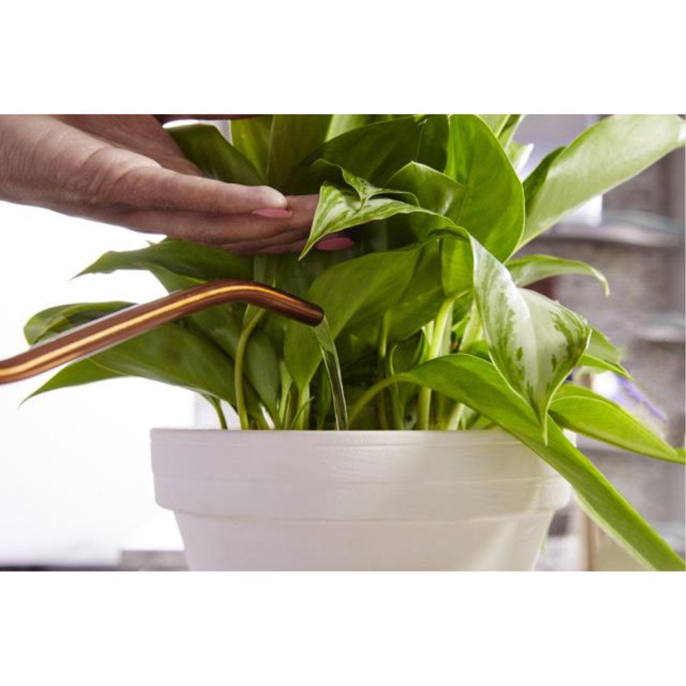 Miracle-Gro Indoor Plant Food, Liquid Fertilizer for Plants, 8 Fl. Oz.