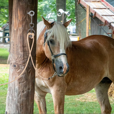 Blocker Tie Ring for Horses,Horse Tack and Supplies Horse Accessories,Ho