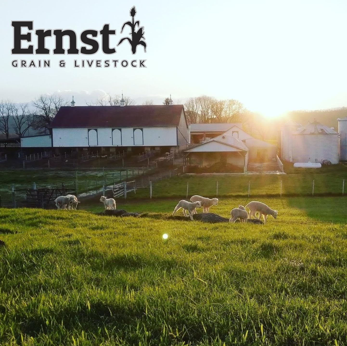 Ernst Grain & Livestock Bird and Wildlife Feed – Perfect for Birds, Ducks, Squirrels, Turkeys, Rabbits, Geese, and Deer – Non-Gmo Wild Animal & Bird Feed for outside Feeders (10 Pounds)