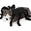 Hot Pet Spider Clothes Puppy Cat Terror Simulation Plush Spider Transforms Party Dress Up