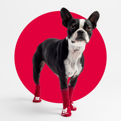 Compression Dog Socks - Red