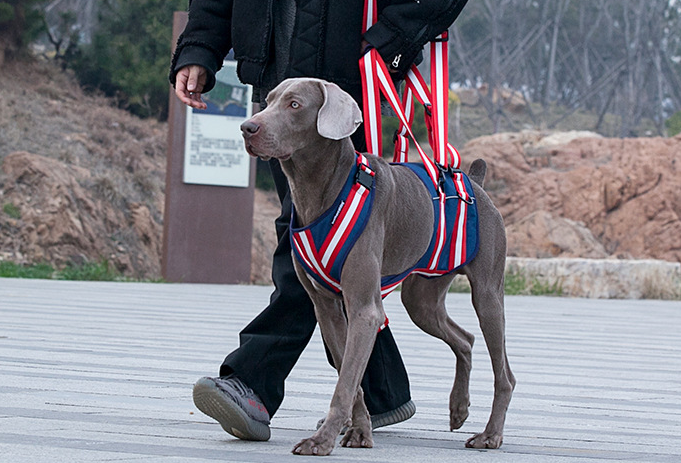 Pet Leash Harness For Elderly Dogs