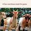 Manna Pro Goat Treats Licorice Flavor 6Lbs