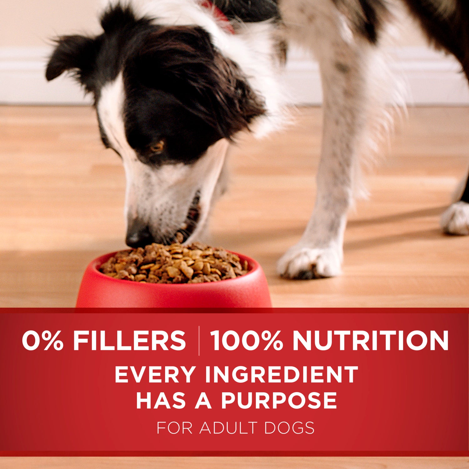 Purina ONE Natural Dry Dog Food, Smartblend Lamb & Rice Formula, 8 Lb. Bag