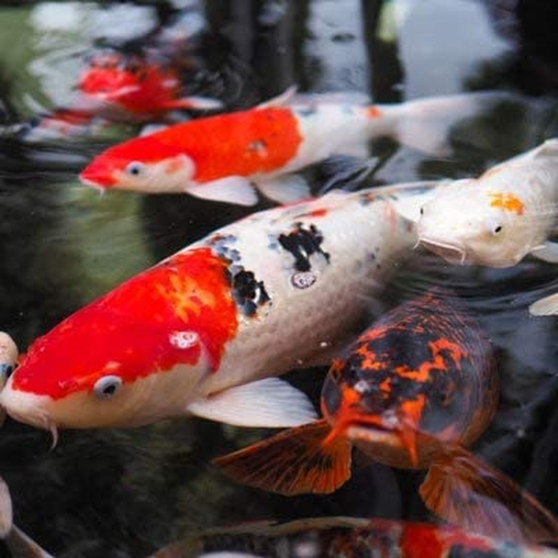 Parasalt - Pond Salt for Koi & Goldfish - 20 Pounds Treats up to 4,000 Gallons