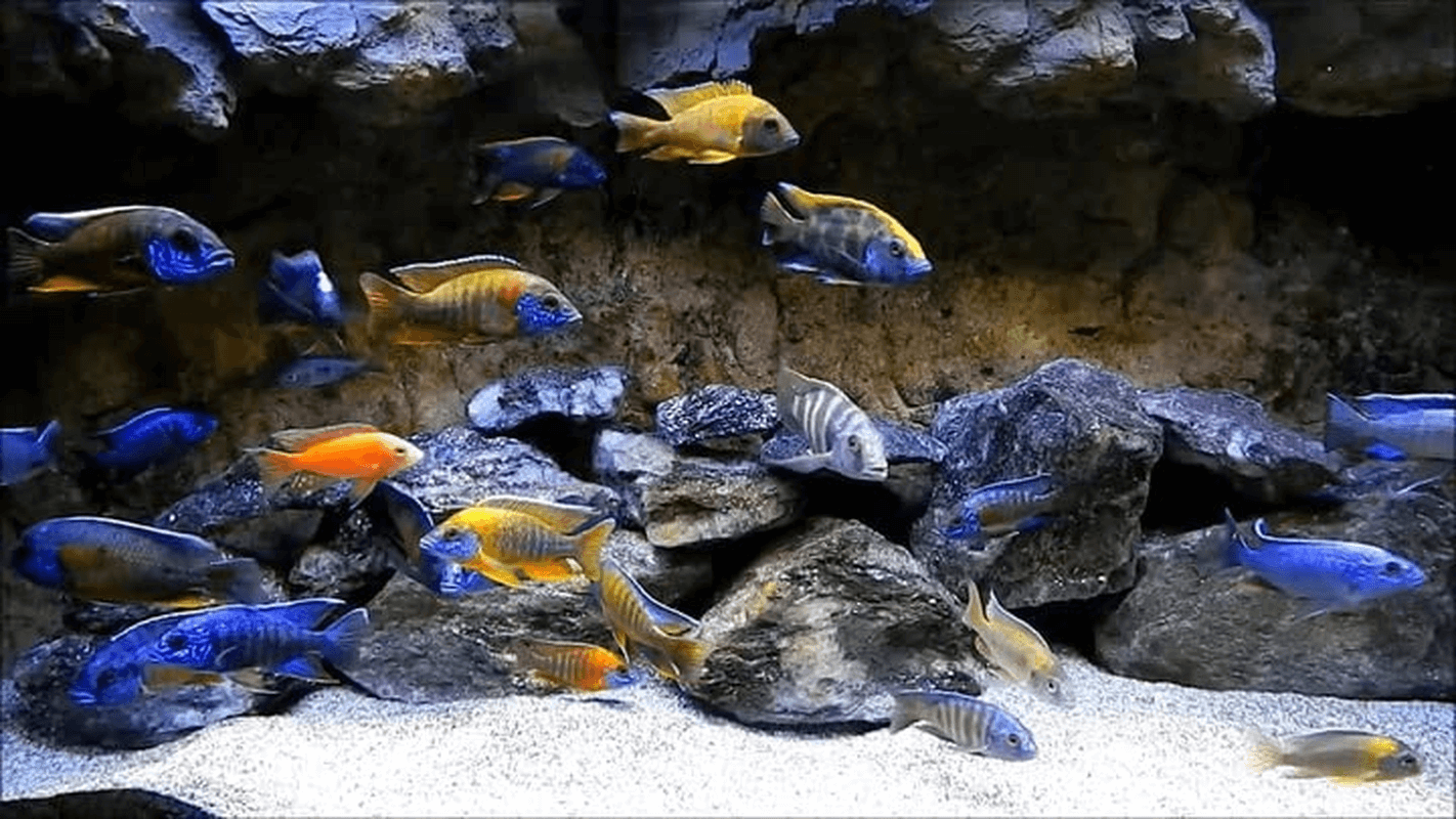 Ron'S Cichlid Fish Food for African Cichlids, Tetras & Other Tropical Fish, Premium Food for Brighter Colors, Healthier Fish & Cleaner Tanks, Pellets Made with Real Shrimp & Natural Ingredients