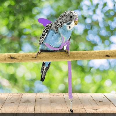 Pet Parrot Bird Harness and Leash, Adjustable Training Design Anti-Bite, Bird Nylon Rope with Cute Wing for Parrots, Suitable for Alexandrine, Scarlet, Keck, Mini Macaw and Same Size Birds