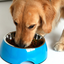 Cat and dog food bowl