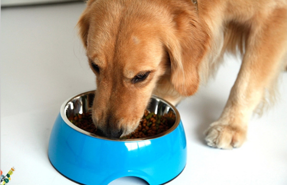 Cat and dog food bowl