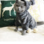 Pet Cat Clothes Autumn And Winter Clothes New Trend Sweater