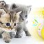 Funny Cat Toy New Product Electric Sounding Tumbler Hair Laser Chicken Funny Cat Toy