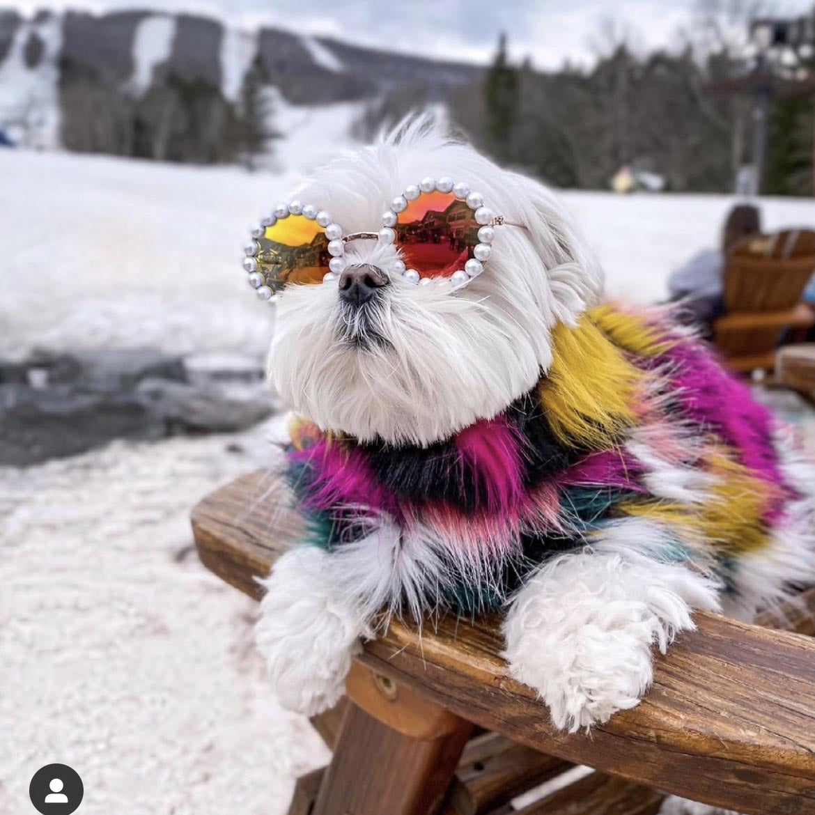 Cat Glasses Pet Dog Pearl Sunglasses
