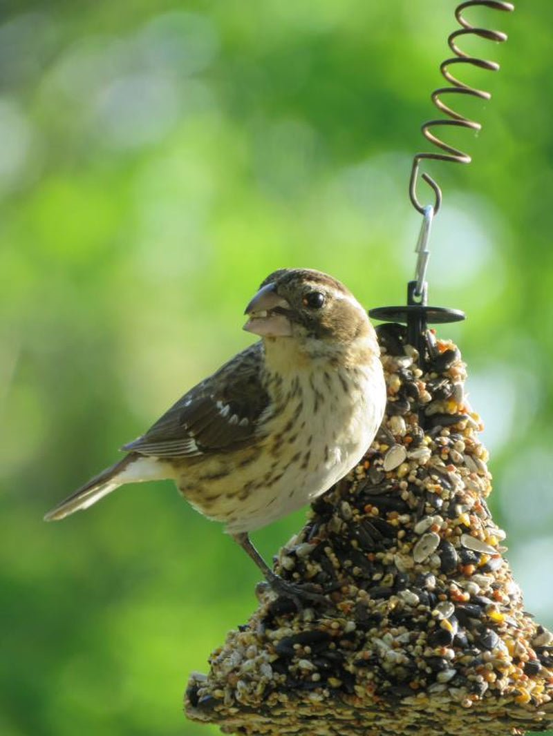 Kaytee Nut & Fruit Seed Wild Bird Feed Treat Bell, 15 Oz.